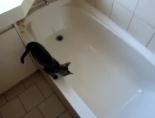 sevimli kedi - Kedinin Komik Çırpınışı Videosu