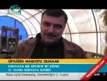 Çiftliğin maskotu oldular online video izle