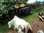 İnekten kadına şok tekme!