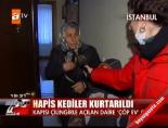 Hapis Kediler Kurtarıldı
