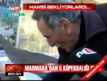 marmara denizi - Marmara'dan 5 köpekbalığı geçti Videosu