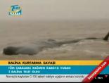 Balina kurtarma savaşı