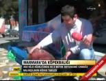 kopekbaligi - Marmara'da köpekbalığı Videosu