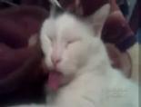 Uyuyan kedinin dili güldürüyor