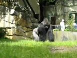 hayvanat bahcesi - Goril İntikamını Fena Aldı Videosu