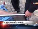 marmara denizi - 1 Tonluk Dev Köpekbalığı Videosu