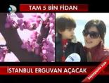 İstanbul Erguvan Açacak online video izle