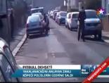 pitbull dehseti - Pıtbull Dehşeti Videosu