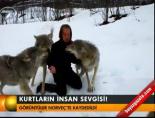 Kurtların insan sevgisi! online video izle