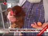 Misket büyüklüğünde yumurta
