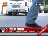 Cesur martı