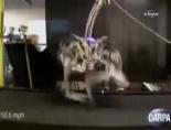 Koşan Robot Çita Hız Rekoru Kırdı