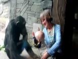 Bebek maymunla tanışıyor