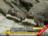 Penguen Humboldt kayıp