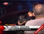 Pitbull Tehlikesi