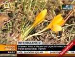 istanbulensis cicegi - 'İstanbulensis' Videosu