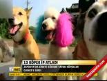 japonya - 13 köpek ip atladı Videosu