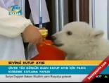 Sevimli kutupayıları