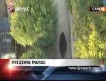 Ayı Şehre İnerse