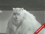 sevimli kedi - Fitness Yapan Kedi Gördünüz Mü? Videosu