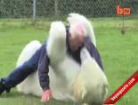 60 Yaşında Ayı İle Güreşiyor