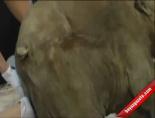 sibirya - İşte Bebek Mamut Fosili Videosu