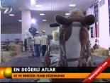En değerli atlar
