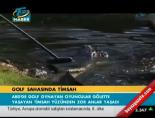 Golf sahasında timsah