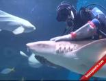 kopek baligi - Rus Eğitmenin Köpek Balığı İle Dansı Videosu
