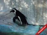 paytak penguen - Penguenin Azmi Güldürdü Videosu