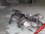 Köpekler Adama Saldırdı!