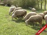 Koyunlar Çalındı Kuzular Anasız Kaldı