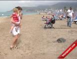 alanya kleopatra plaji - Ölü Caretta Caretta Sahile Vurdu Videosu