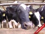 hayvan - Amerikalı Süt Üreticilerinin Desteğe İhtiyacı Yok Videosu