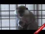 hayvanat bahcesi - İşte Hayvanat Bahçesinin Yeni Konukları Videosu