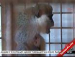 yesil maymun - Hayvanat bahçesinin yeni üyeleri Videosu