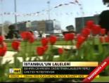 lale sogani - İstanbul'un laleleri Videosu