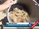 yavru kopek - ''Kaktüs Jack'' Videosu
