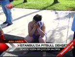 İstanbul'da Pitbull dehşeti online video izle