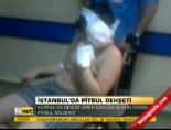 İstanbul'da pitbul dehşeti online video izle