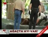 Ağaçta ayı var!