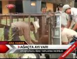 Ağaçta Ayı Var