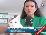 hasta hayvanlar - Hasta Hayvanlara Terapi Videosu