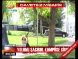 Davetsiz misafir