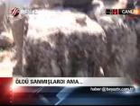 Öldü Sanmışlardı Ama..