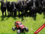 İnek Sürüsü Oyuncak Arabanın Peşinde!