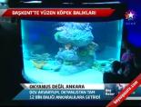 dev akvaryum - Okyanus Değil Ankara Videosu
