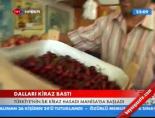 bozkoy belediyesi - Dalları Kiraz Bastı Videosu