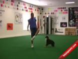 yetenekli kopek - İşte Süper Yetenekli Köpekler! Videosu
