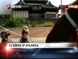 japonya - 13 Köpek İp Atlarsa Videosu